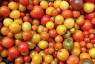 Tomatoes- 3 varieties