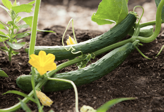 Cucumbers - 2 varieties